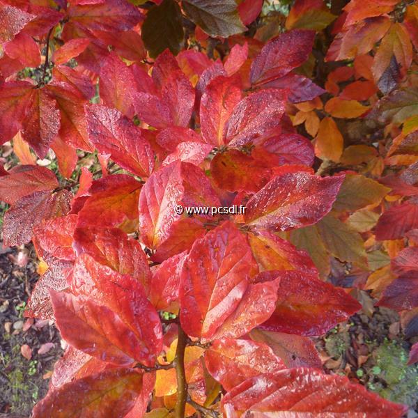 Sycoparrotia semidecidua Purple Haze (2)