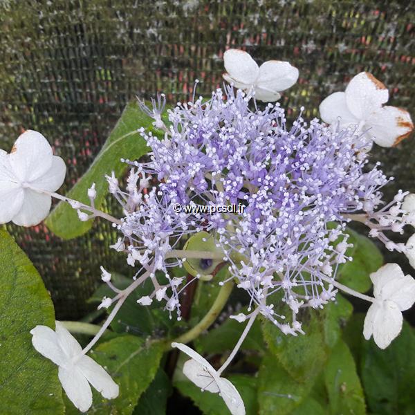 Hydrangea involucrata Late Love (1)