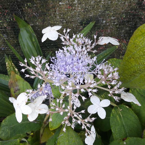 Hydrangea involucrata Late Love (2)