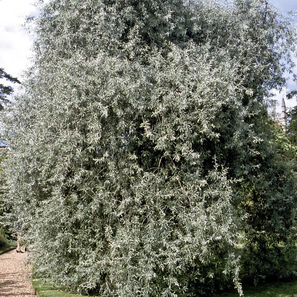 Pyrus salicifolia Pendula