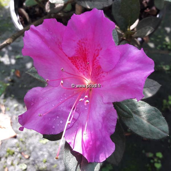 Rhododendron Enocre Twist violet