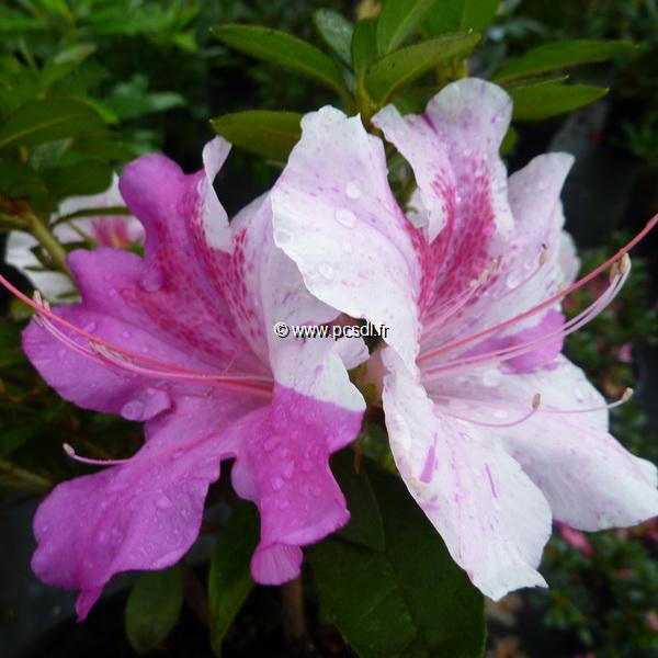 Rhododendron Encore Twist (3)