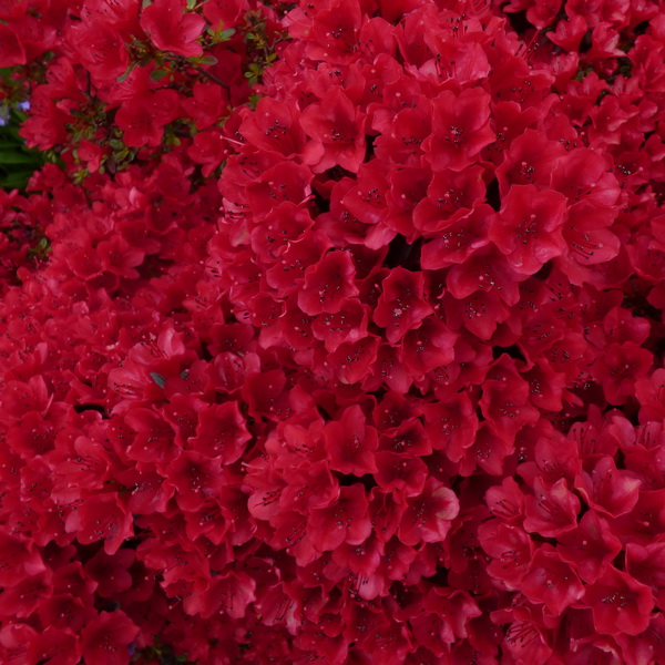 Rhododendron Wards Ruby