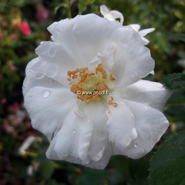 Rosa Innocencia (3)