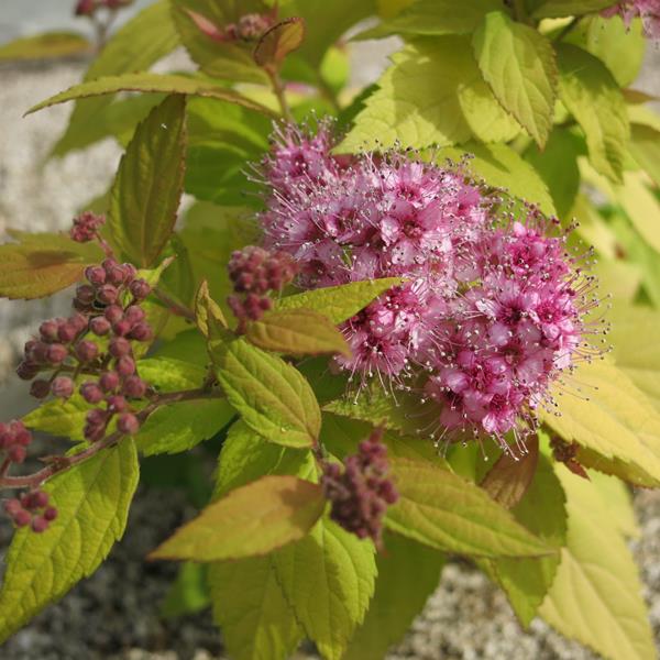 Spiraea japonica Goldflame (2)