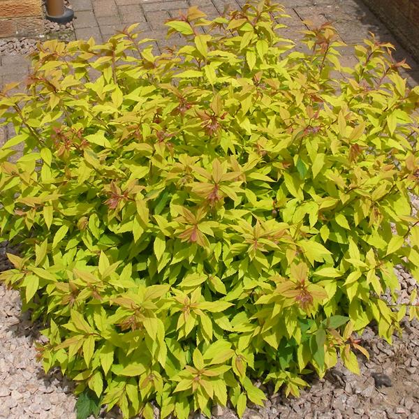 Spiraea japonica Goldflame (3)