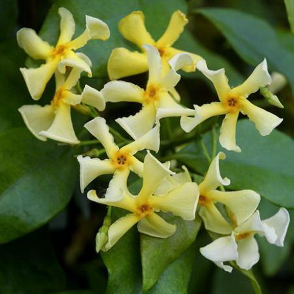 Trachelospermum asiaticum Chili & Vanilla
