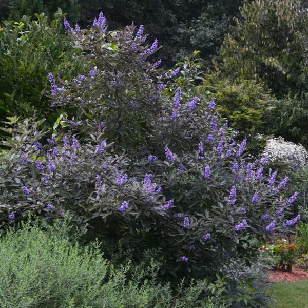 Vitex agnus castus Flip Side