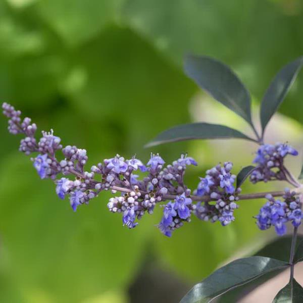 Vitex agnus castus Flip Side (4)