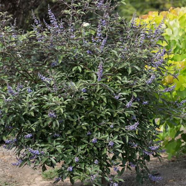 Vitex agnus castus Flip Side (5)