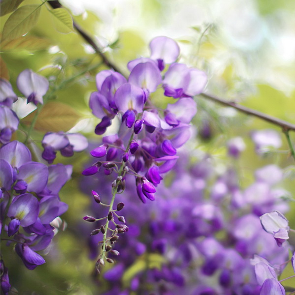 Wisteria floribunda Royal Purple