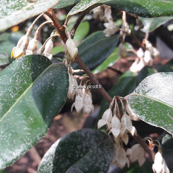 Elaeagnus ebbingei (3)