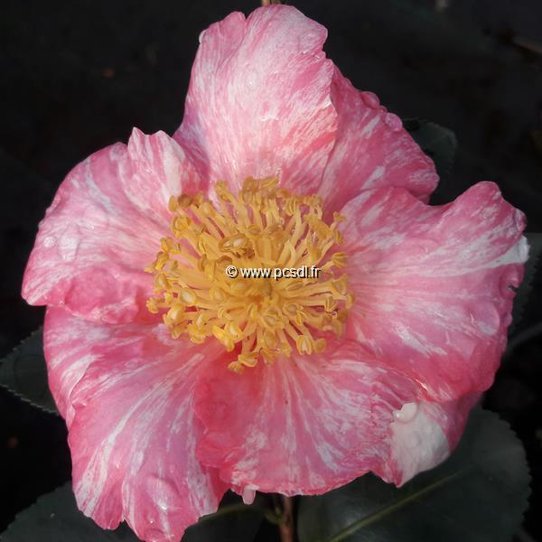 Camellia sasanqua Ashtar (2)