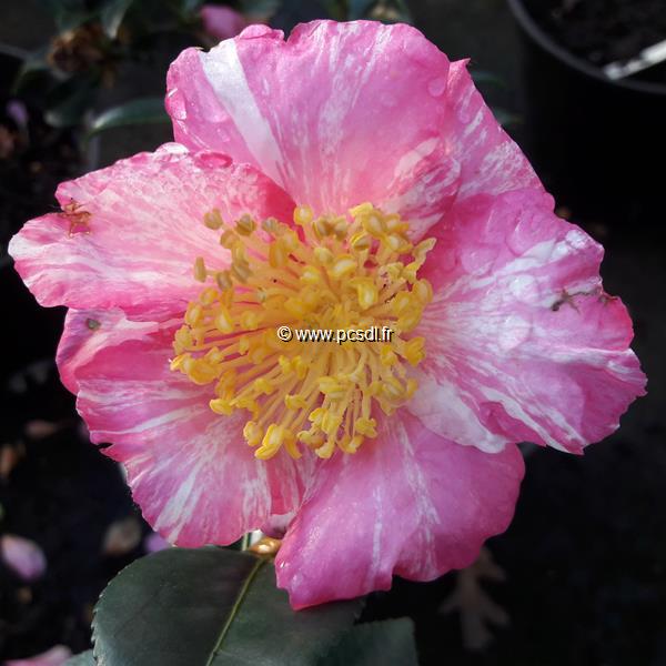 Camellia sasanqua Ashtar (1)