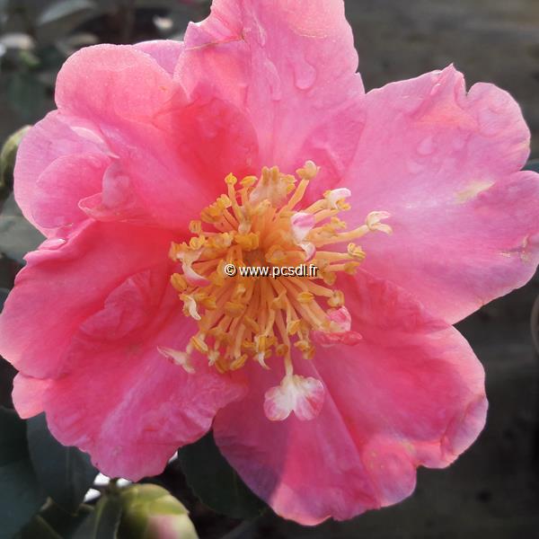 Camellia sasanqua Belinda (3)
