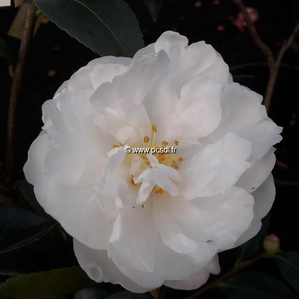 Camellia sasanqua Etoile du Berger (1)