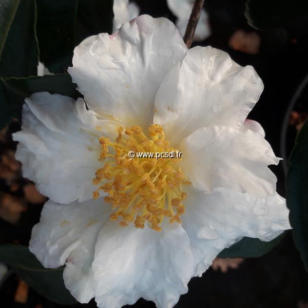 Camellia sasanqua Setsugekka