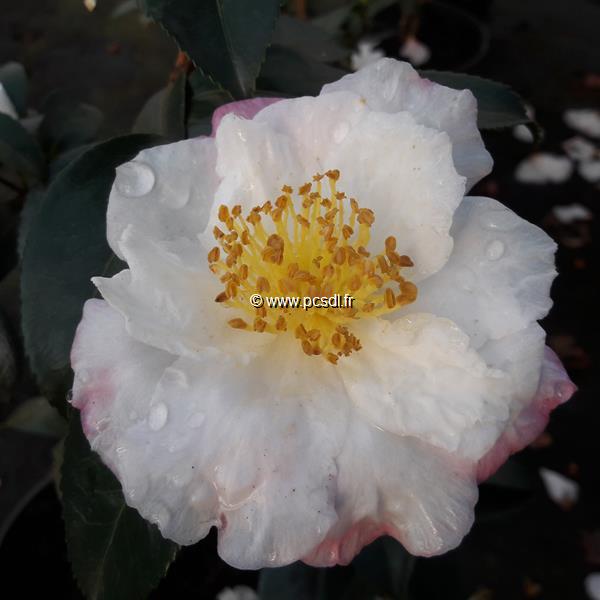 Camellia sasanqua Vanessa