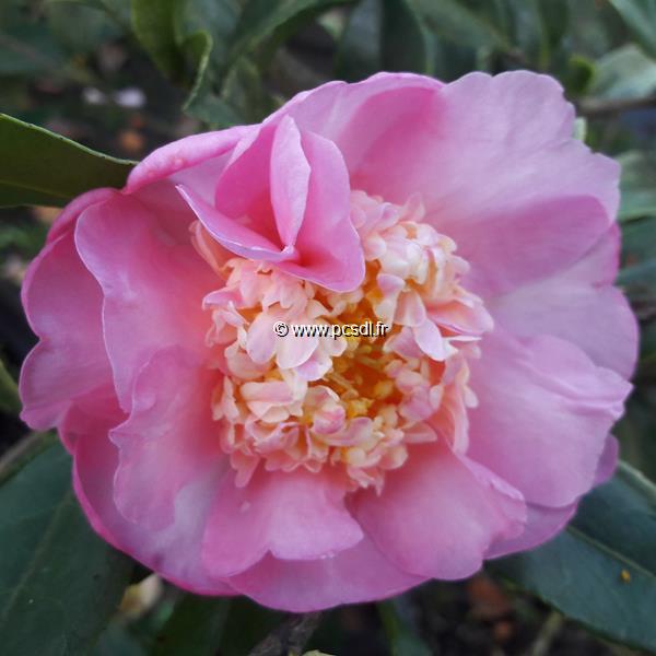 Camellia x sasanqua Sugar Dream (1)