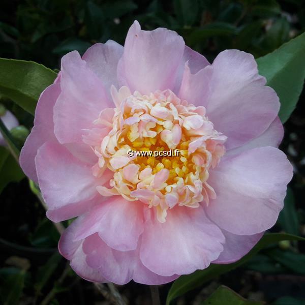 Camellia x sasanqua Sugar Dream (3)