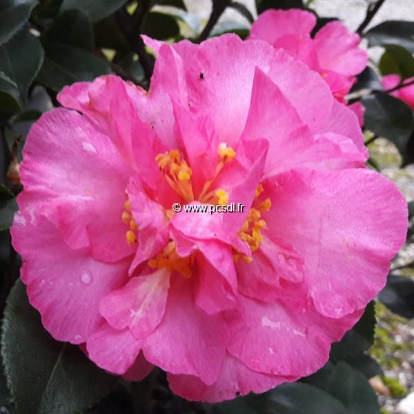 Camellia sasanqua Bert Jones