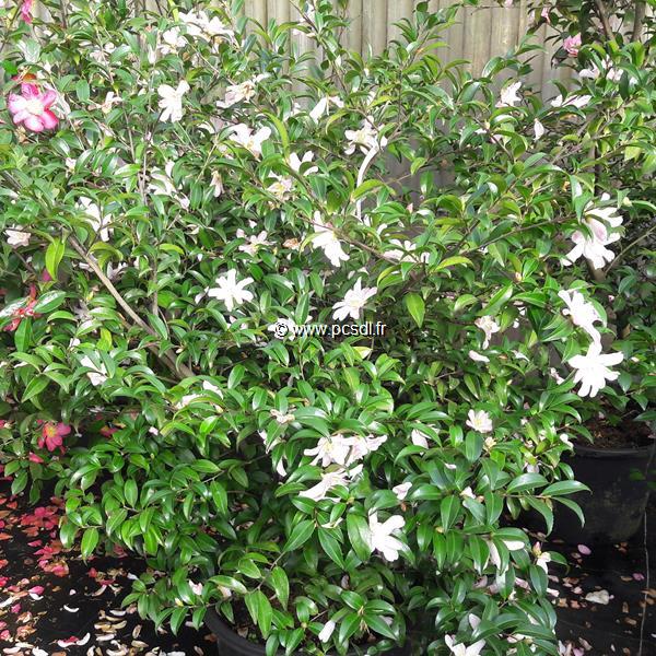 Camellia sasanqua Frosted Star (1)