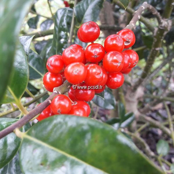 Ilex x meservae Blue Angel (3)