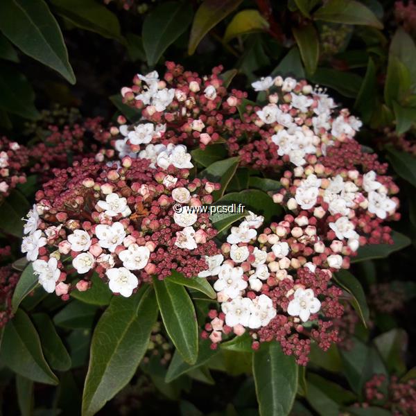 Viburnum tinus Spirit (2)