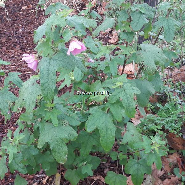 Anisodontea 'El Rayo' C3L 40/60 - Tous les arbustes - Pépinières côte sud  des landes