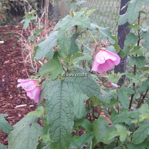 Anisodontea 'El Rayo' C3L 40/60 - Tous les arbustes - Pépinières côte sud  des landes