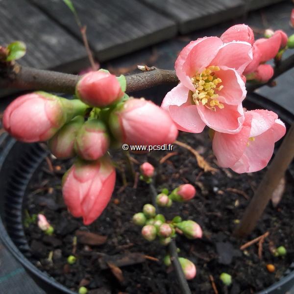 Chaenomeles Pink Lady (1)