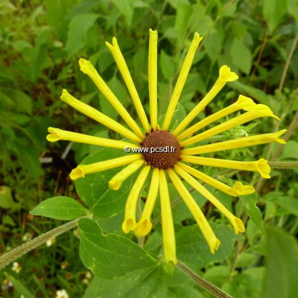 Rudbeckia subtomentosa Henry Eilers (1)