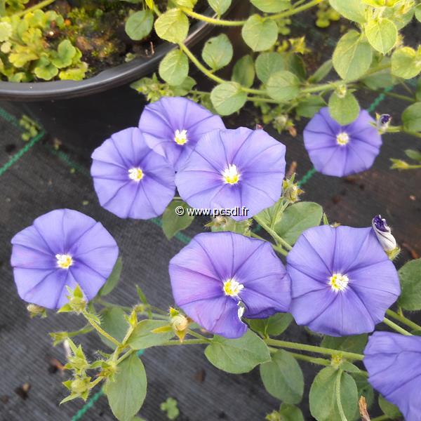 Convolvulus sabiatus Manati Deep Blue (2)