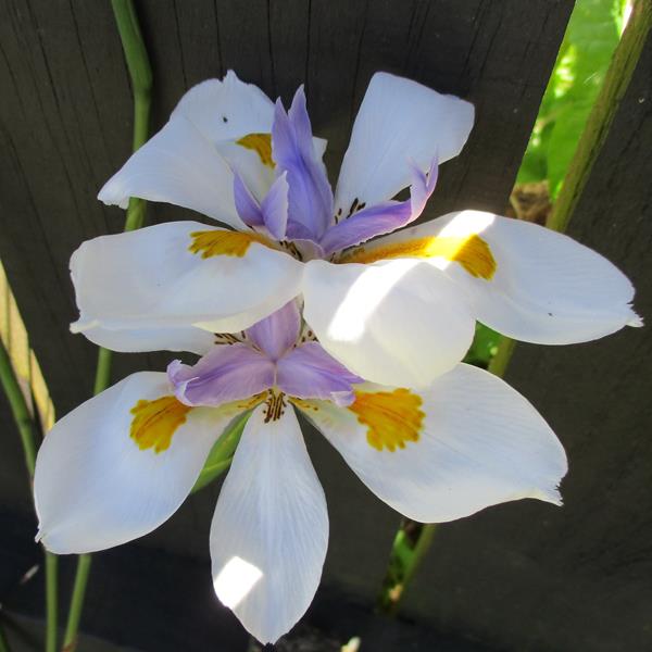 Dietes grandiflora (4)