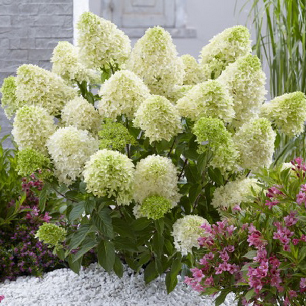 Hydrangea paniculata Skyfall