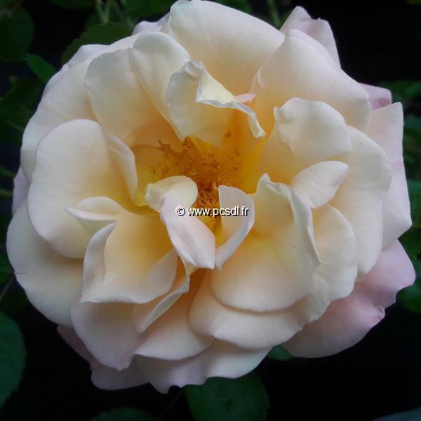 Rosa Cubana (1)