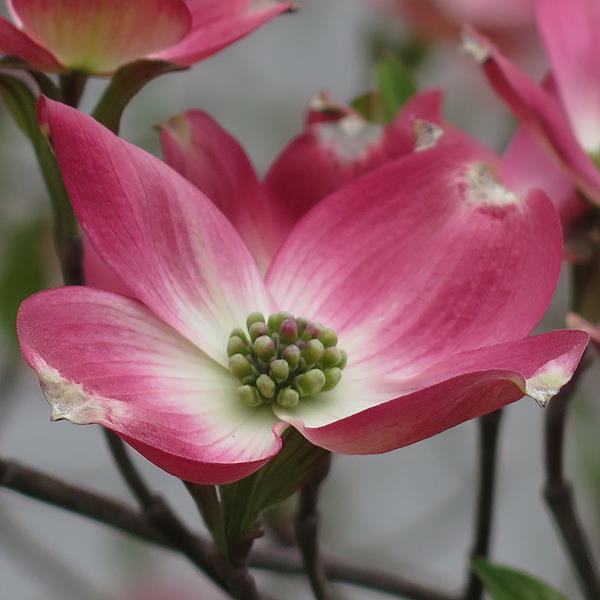Cornus florida Cherokee Brave (2)