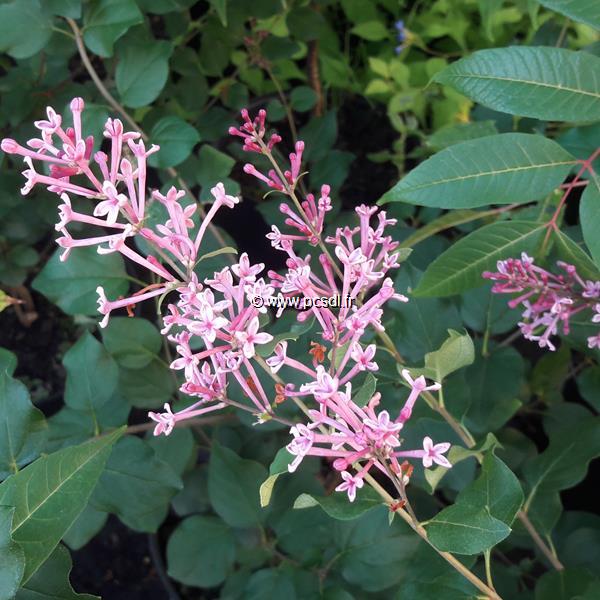 Syringa Pink Perfume