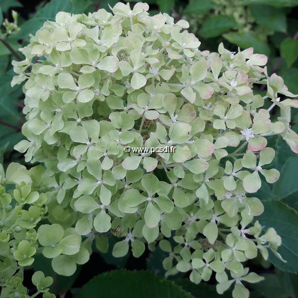 Hydrangea paniculata Romantic (2)