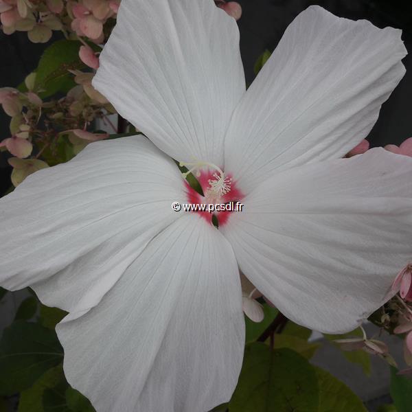 Hibiscus x moscheutos Extreme White Eye (2)