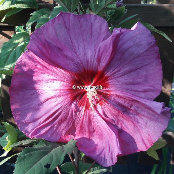 Hibiscus x moscheutos Berry Awesome (2)