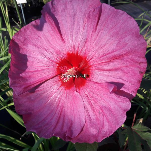 Hibiscus x moscheutos Berry Awesome (1)