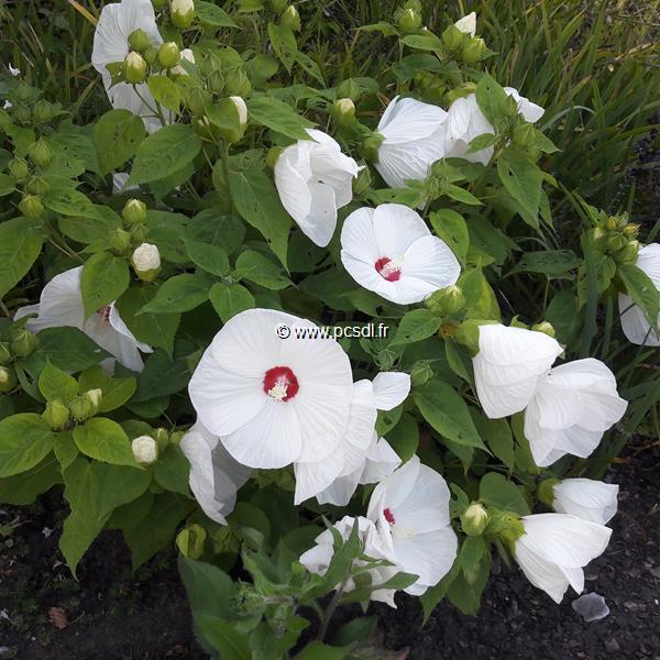 Hibiscus moscheutos Blanc coeur rouge