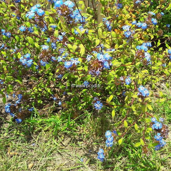 Ceratostigma willmotianum (3)