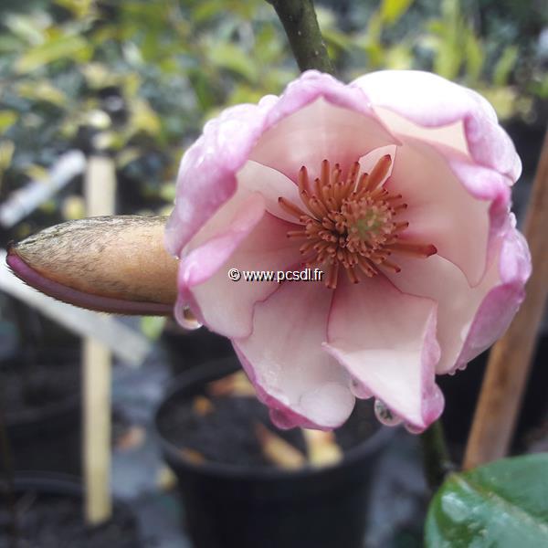 Magnolia Fairy Blush (1)