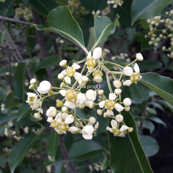 Euonymus grandiflorus Red Wine (2)