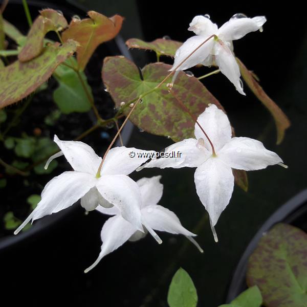 Epimedium Artic Wings (1)