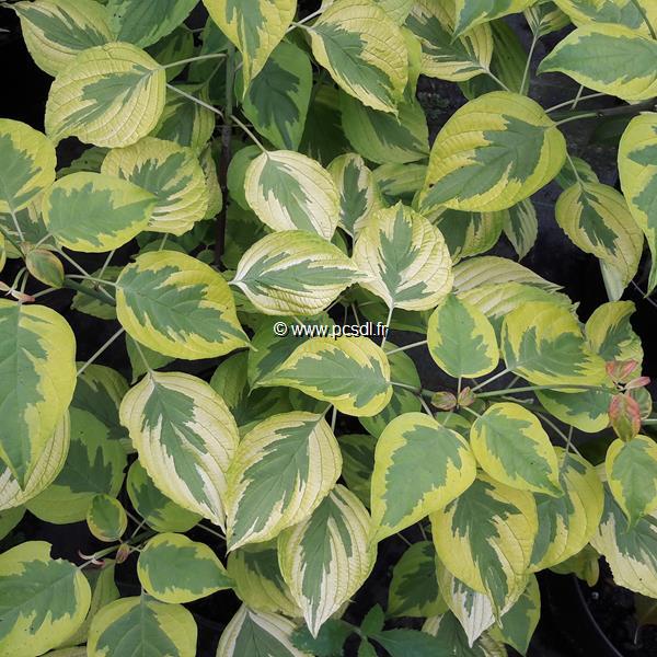 Cornus alternifolia Golden Shadows (3)