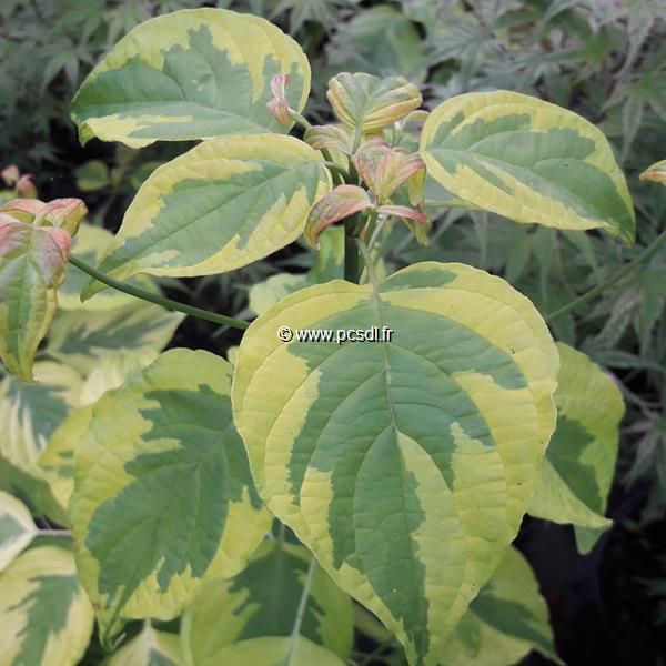 Cornus alternifolia Golden Shadows (1)