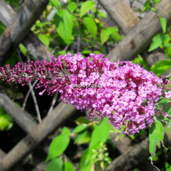 Buddleja davidii Pink Spread